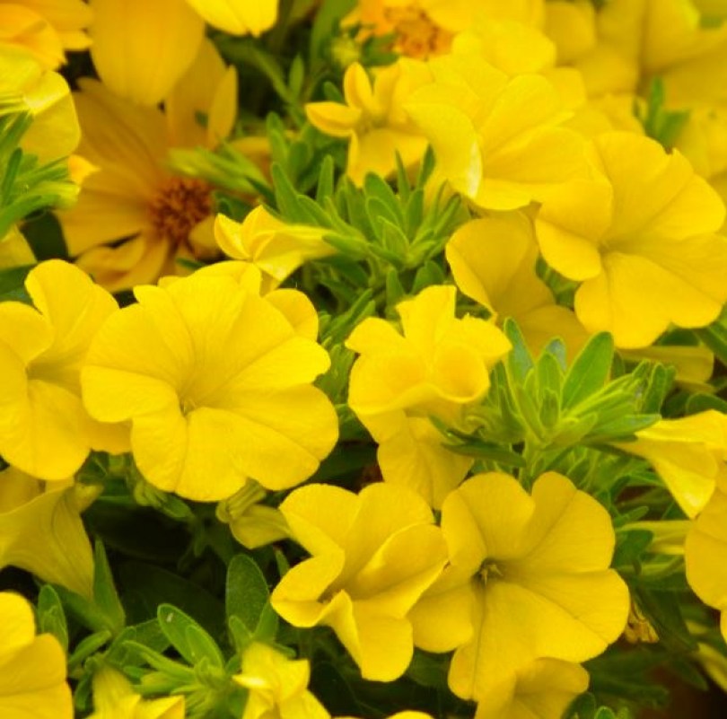 unique golden yellow6